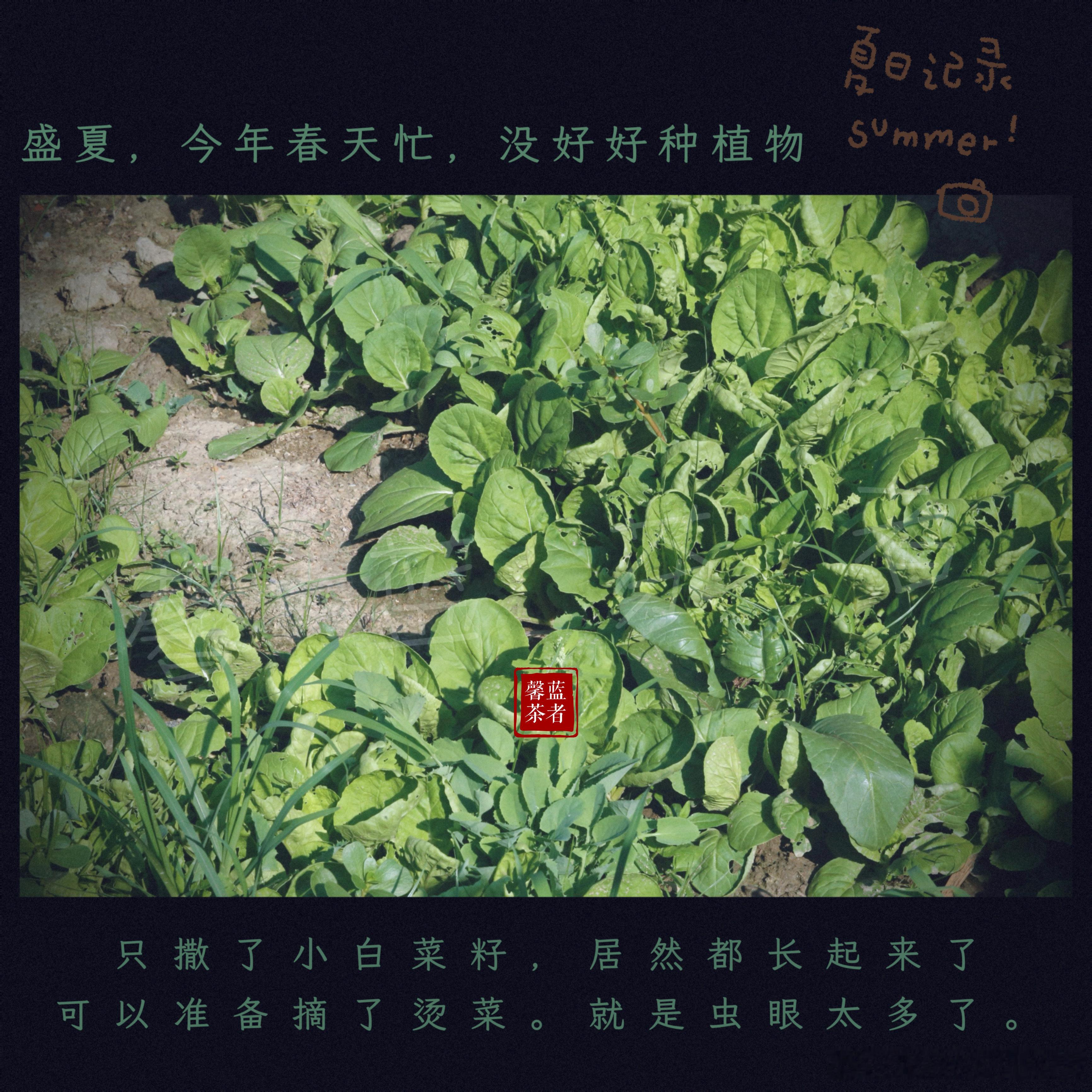 夏天，在园子喝茶。四季，与植物共舞。今天准备摘小白菜，今年的小菜园，没好好种，撒