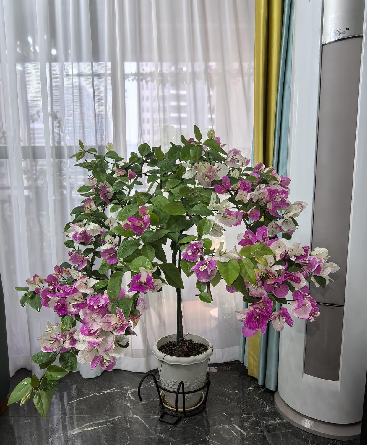 三角梅总不开花？试试“撸老叶”这招！三角梅若枝叶繁茂却迟迟不见花苞，多半是太“安