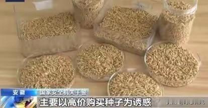 应该立即死刑！”央视新闻在4月14日曝光了一起惊天大案：我国杂交水稻之父袁隆平教