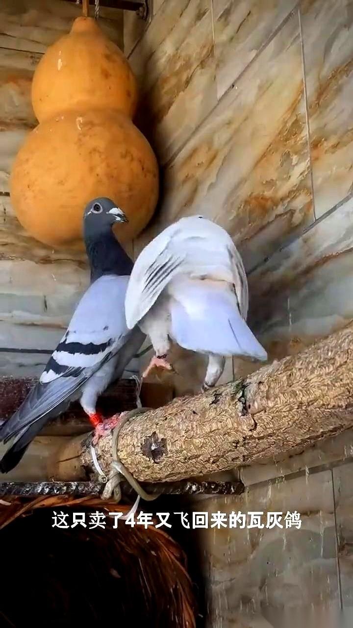 4年前亲手卖掉的瓦灰鸽，顶风冒雨飞了不知几千公里，这几天竟然又落回了我家的鸽棚。