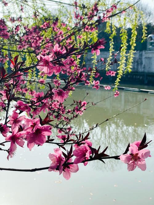 公园里花朵随手拍武汉本地到处都是春意盎然的美景。