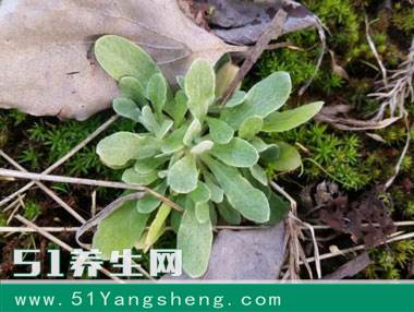 农村这4种野菜, 都是大自然馈赠的美味, 90后全吃过的不多
