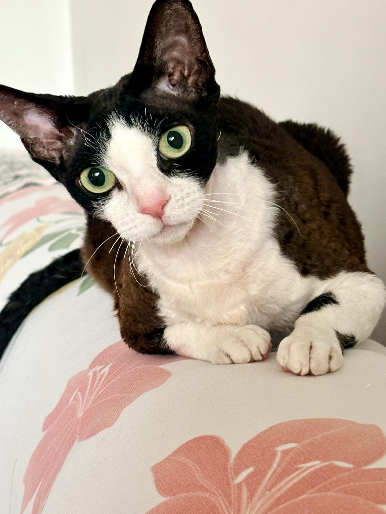 我家小猫米妮太可爱了，今年3岁聪明伶俐。曾因全家出国旅游，她自己独自在家里二十多