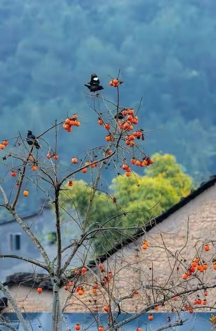谁说中国🇨🇳男人不行？一个80岁的富翁正在接受他的私人医生对他的身体的检查