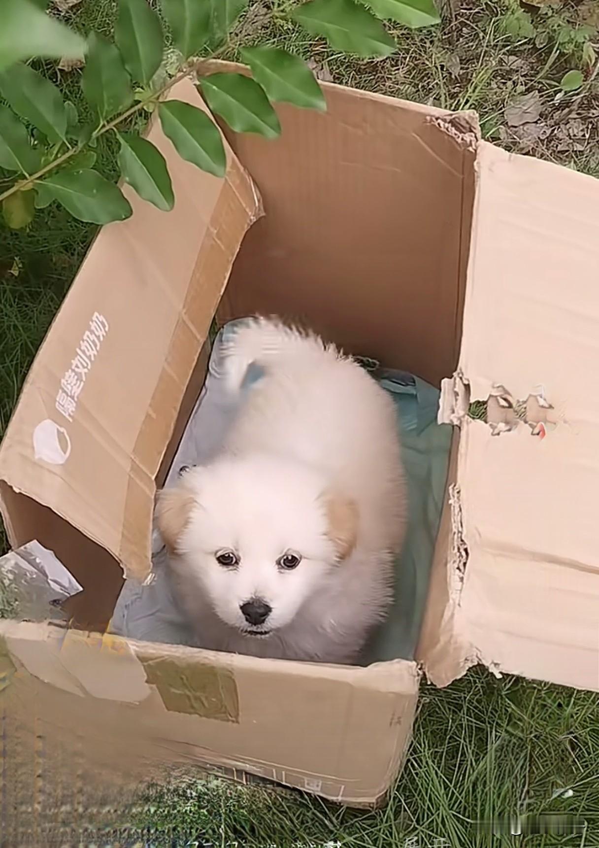 中午在公园散步，发现这只萌萌的小狗被抛弃在公园里。真是想不通这么可爱的小狗怎么舍