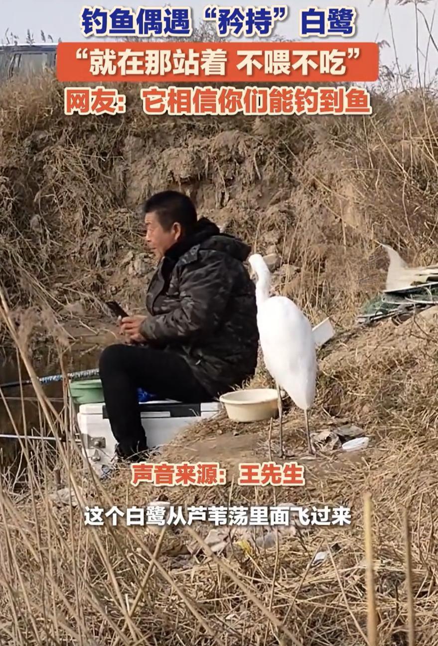 【渭南钓鱼人遇“佛系”白鹭：你不喂，我不吃，主打一个信任】近日，陕西渭河畔，一