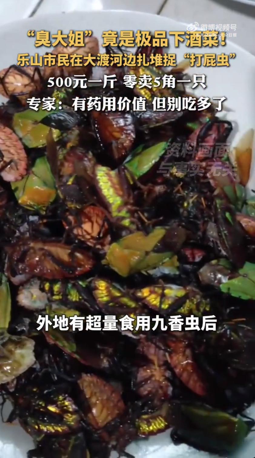 北方人叫“臭大姐”、四川人喊“打屁虫”的那种小昆虫，最近在乐山火成了爆款，没想到