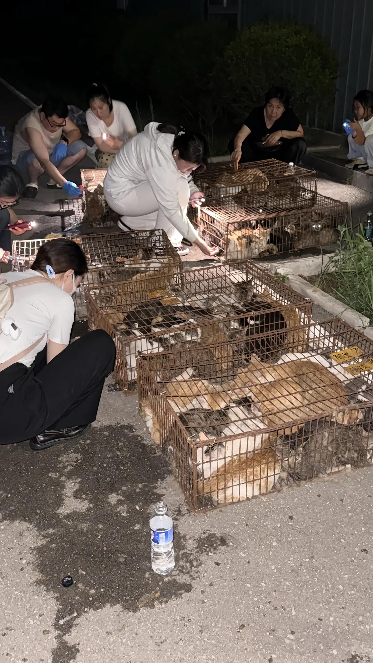 当面前的这些流浪猫，被爱心人士和志愿者从阴暗潮湿的小黑屋里面解救出来的那一刻！