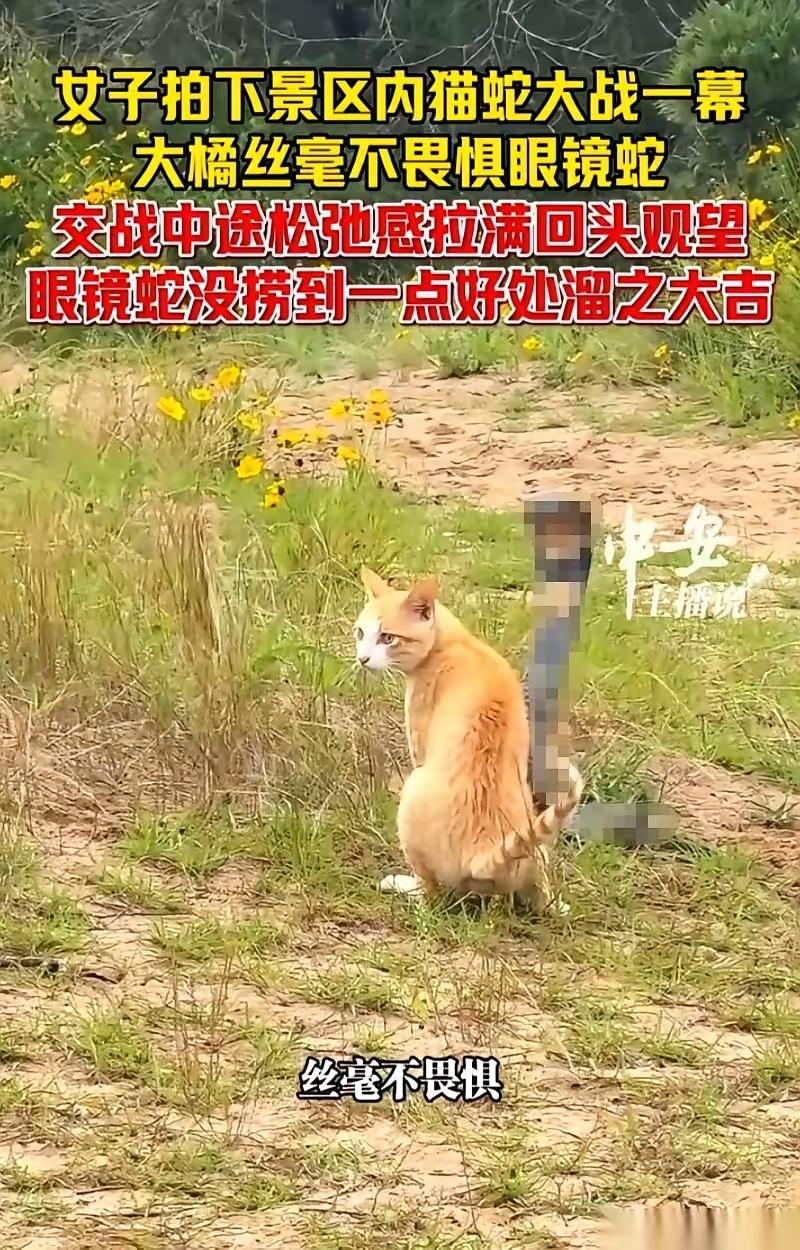 普陀山那场猫蛇大战，最让人头皮发麻的，不是蛇竖起来那一瞬间。是猫在攻击间隙，居