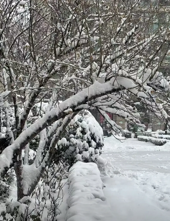 3月2日，济南暴雪不是一般的遗憾，我错过盼望了2024年整个冬天加上2025