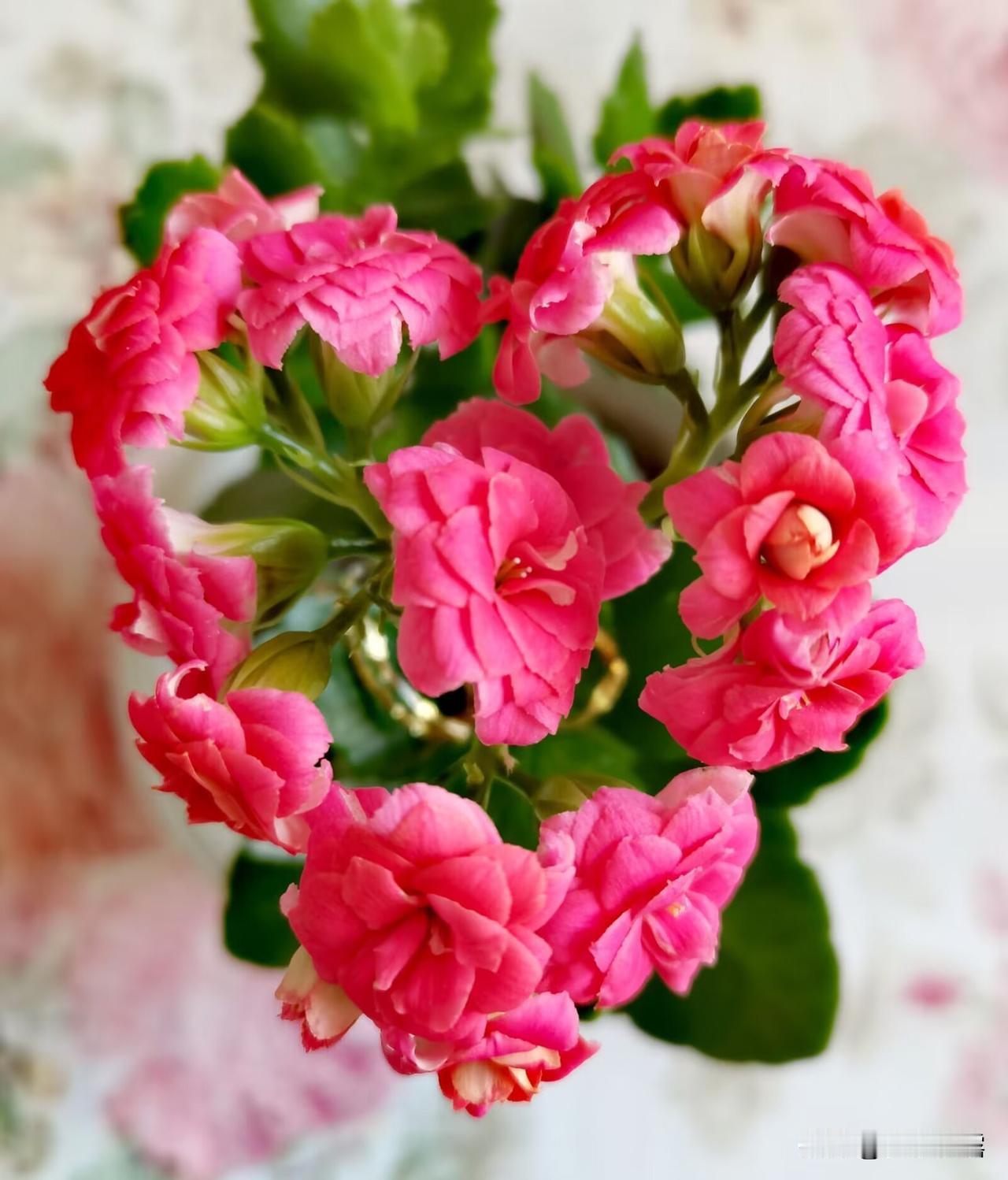 分享一组我家的长寿花。第一组是我最喜欢的长寿花，花朵开成心字形，艳丽别致，寓意美