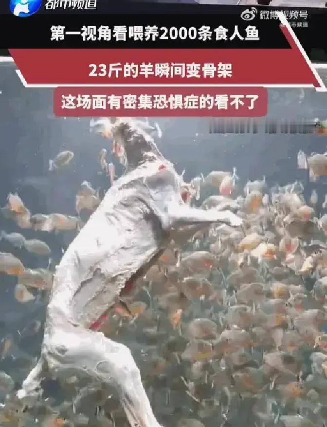 头皮发麻！广东，一博主为了搞出点轰动的大场面，居然把整整23斤重的整羊，直接扔进