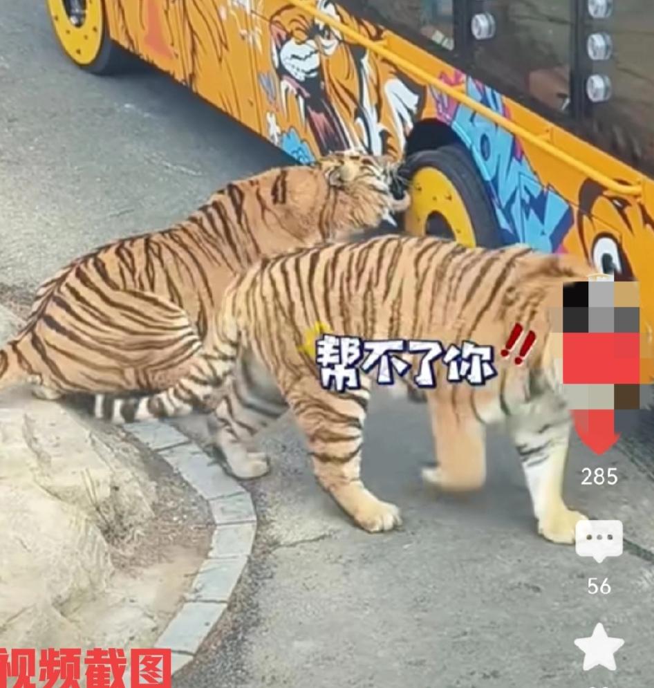 辽宁大连有家动物园的观光车在园内前行。在经过东北虎园时，遇到有一只老虎上前对