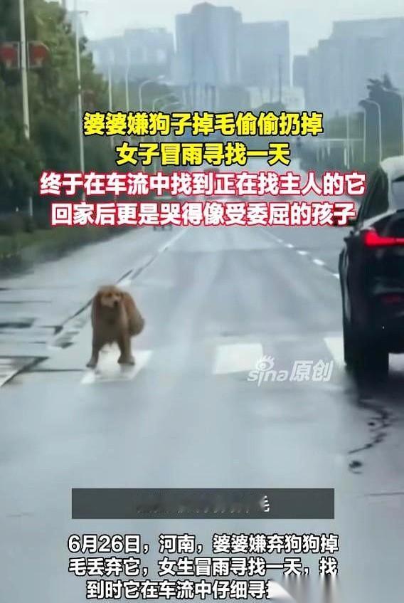 马路中间，下着瓢泼大雨。一只小狗就那么站着，浑身湿透，在车流里发着抖。每过去一