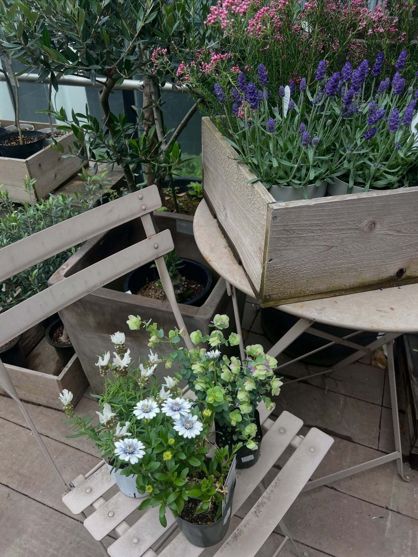 佐藤詩織「先生とのおもいで日記📓❤️一緒にお花えらびに行って、プランター買い