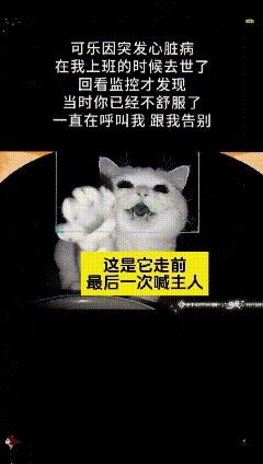 看完这个视频心里堵得慌，养了好几年的小猫，主人上班的时候只能靠监控看看它。谁也想