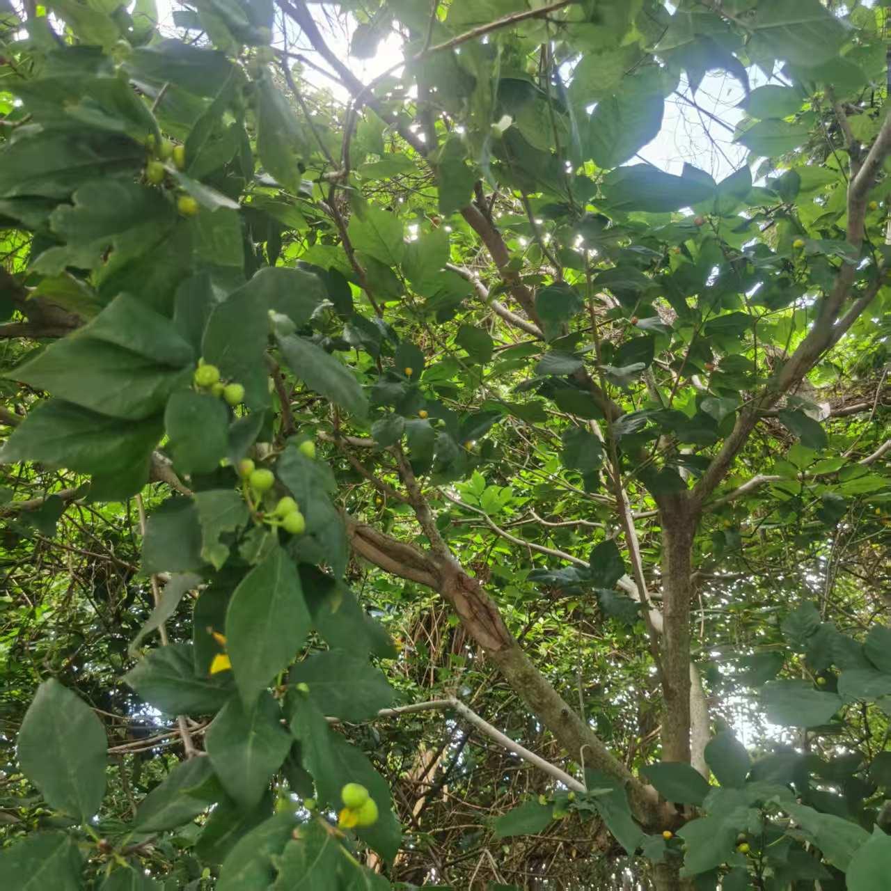 我们是朋友。老公说，你不要与她来往了。要不，你不要接她的电话了。儿子说，