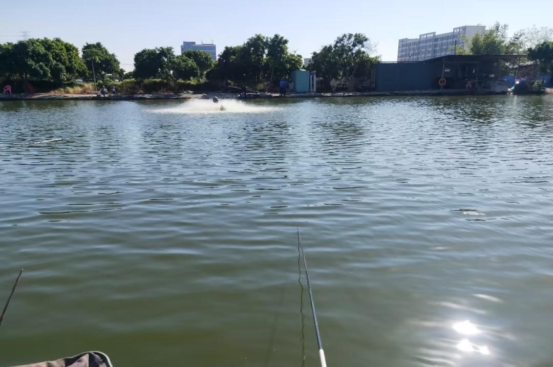 这鱼塘老板好精，今天又让我损失500元钓费，在这个鱼塘一共玩了快50000元钓费