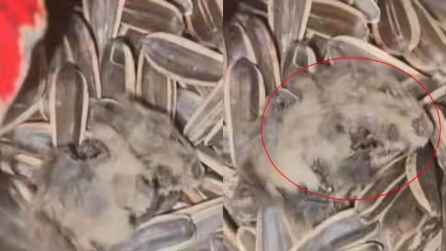 嗑瓜子嗑出老鼠干尸？毛发俱全腌入味！江西“乡吧佬”厂家竟称层层筛选绝不可能，全网