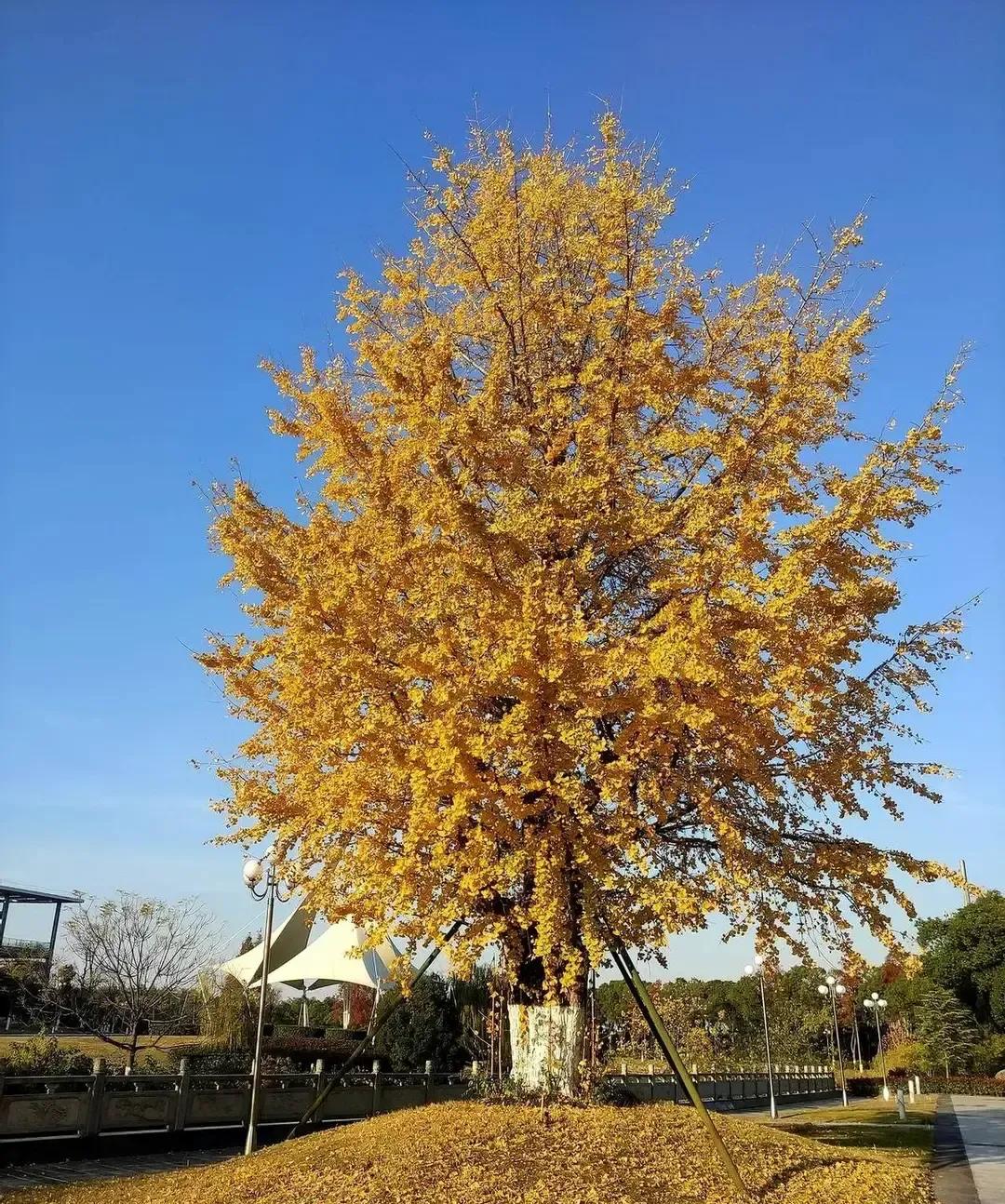 新洲县整体划进武汉，黄冈没甩包袱，是省里拍板要港口也要地。83年批，04年改区