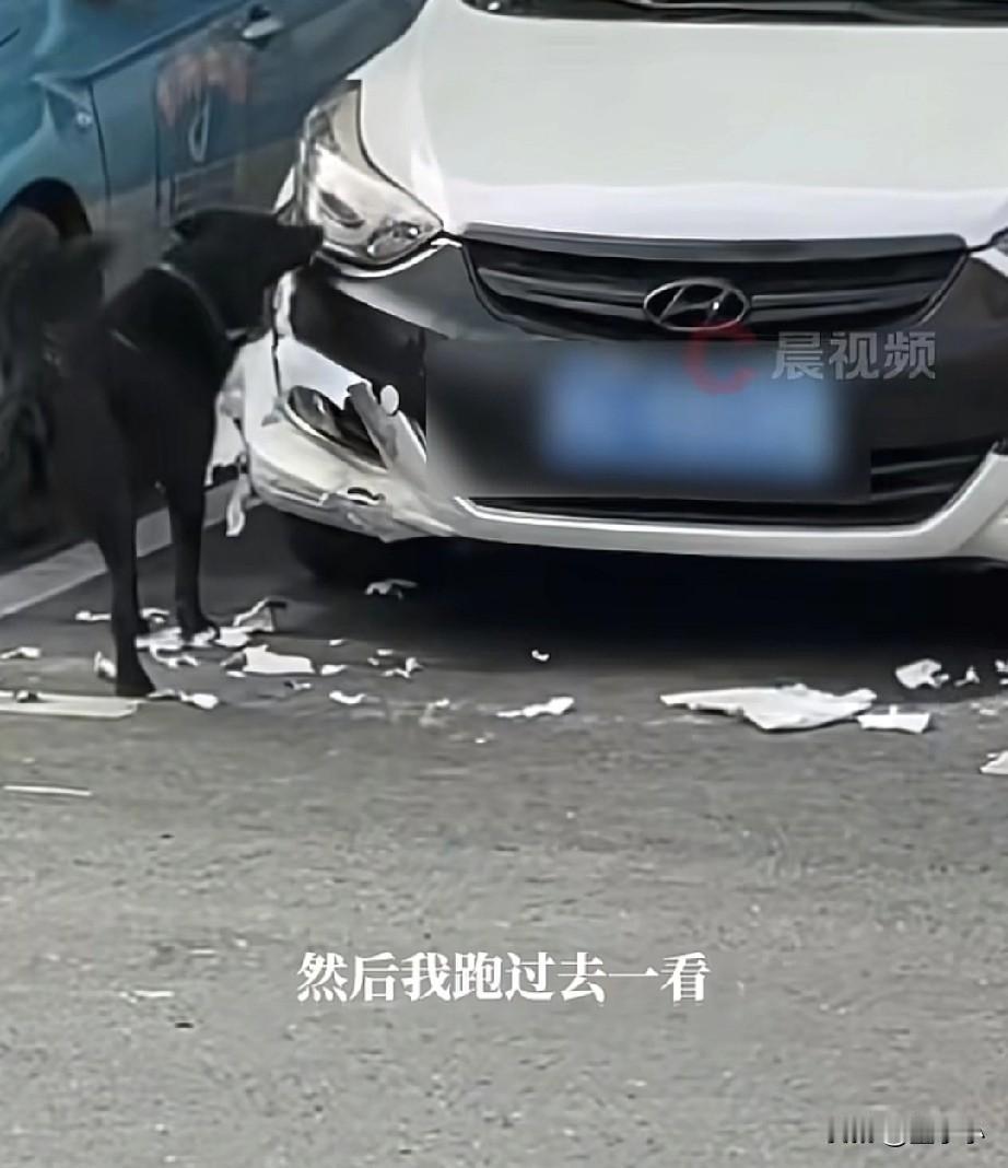 湖南，一条狗竟然把车啃的面目全非，车上全是狗的牙印和口水，没想到车主发现后简直是