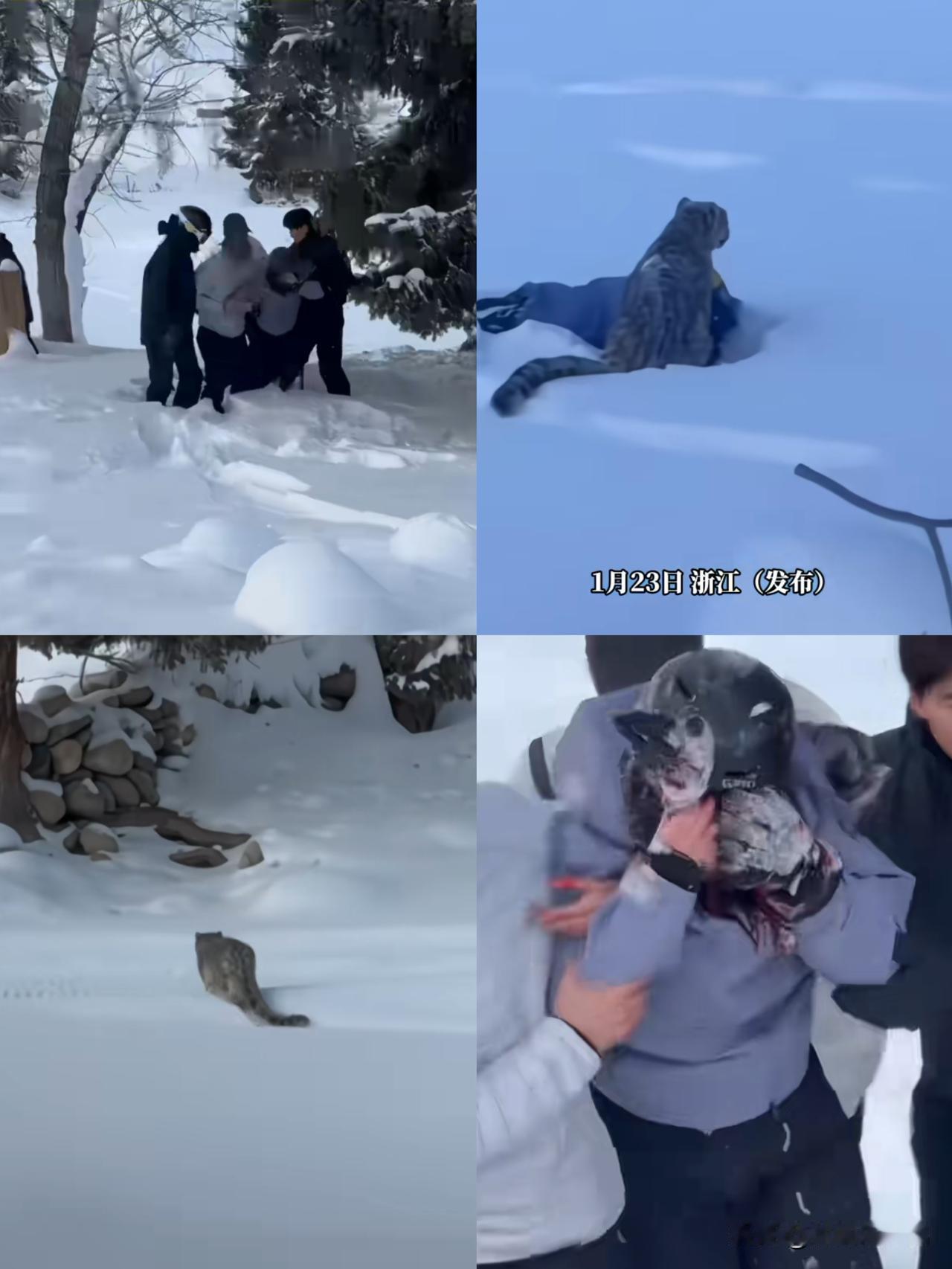 第一位遇事先拿手机的受害者出现了[捂脸哭]！女子滑雪偶遇雪豹，本想拍个合照，没想到