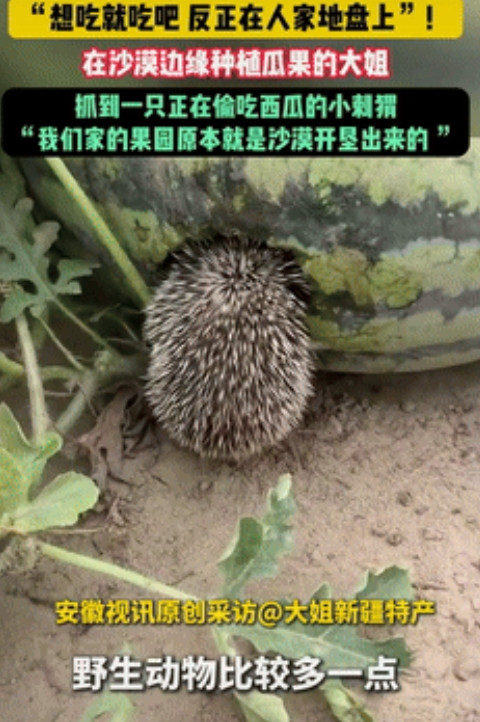 活该这大姐发财！新疆和田，一大姐去地里看西瓜长得怎么样时，意外撞到有只刺猬在“偷