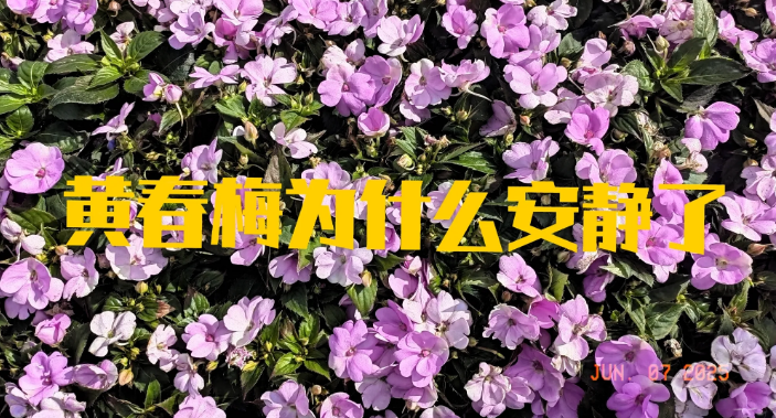 黄春梅为什么安静了你知道吗现在网上有两种说法你认为哪一种正确一种是小S警