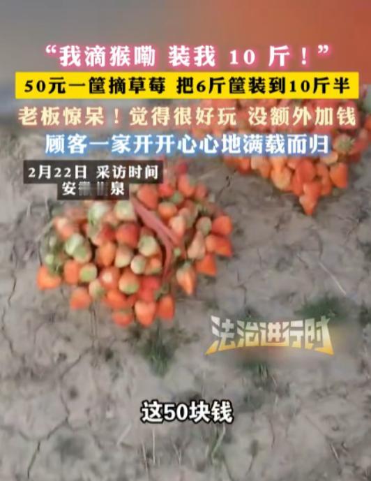 安徽临泉，一女子带着孩子们去摘草莓，老板说50元一篮子，万万没想到，女子竟在篮子