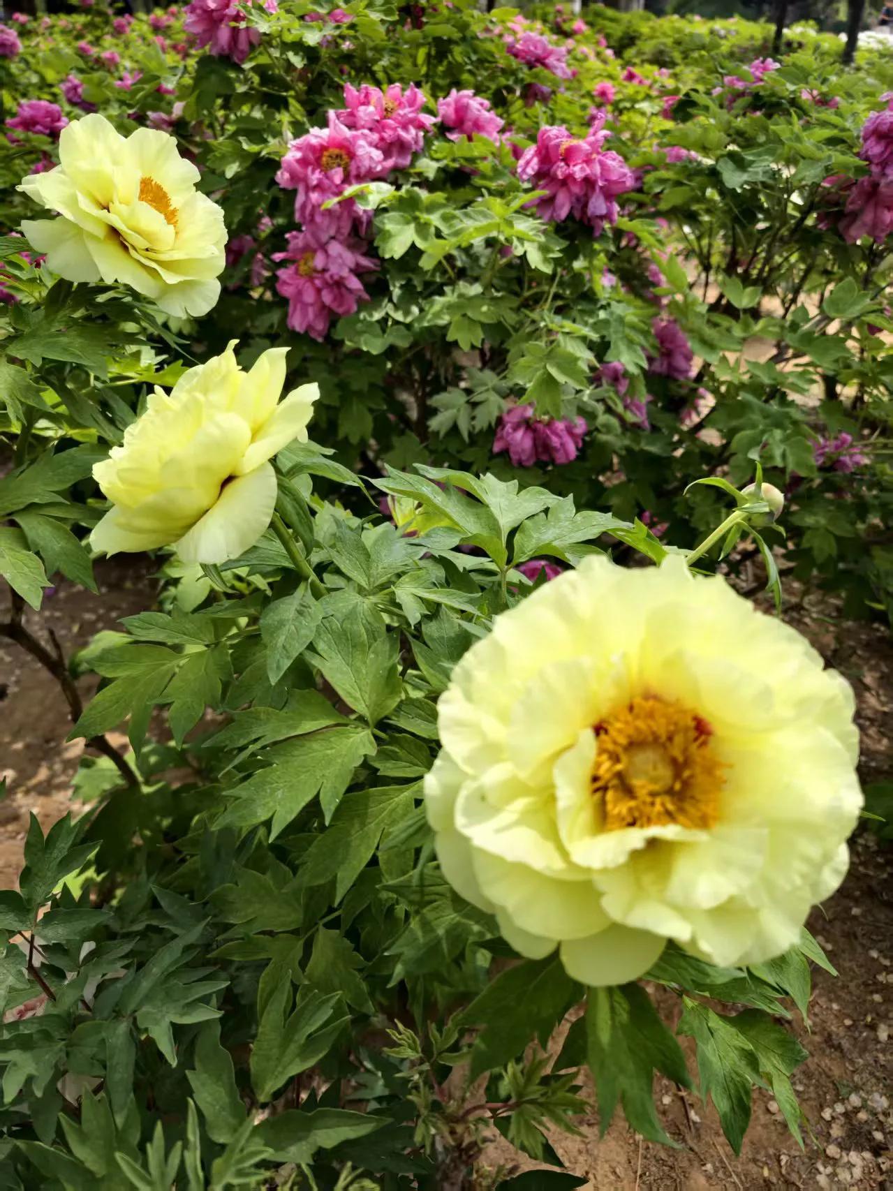 牡丹花,好看大气漂亮,你喜欢吗?牡丹，花中之王，以其雍容华贵之姿傲立群芳。春日里