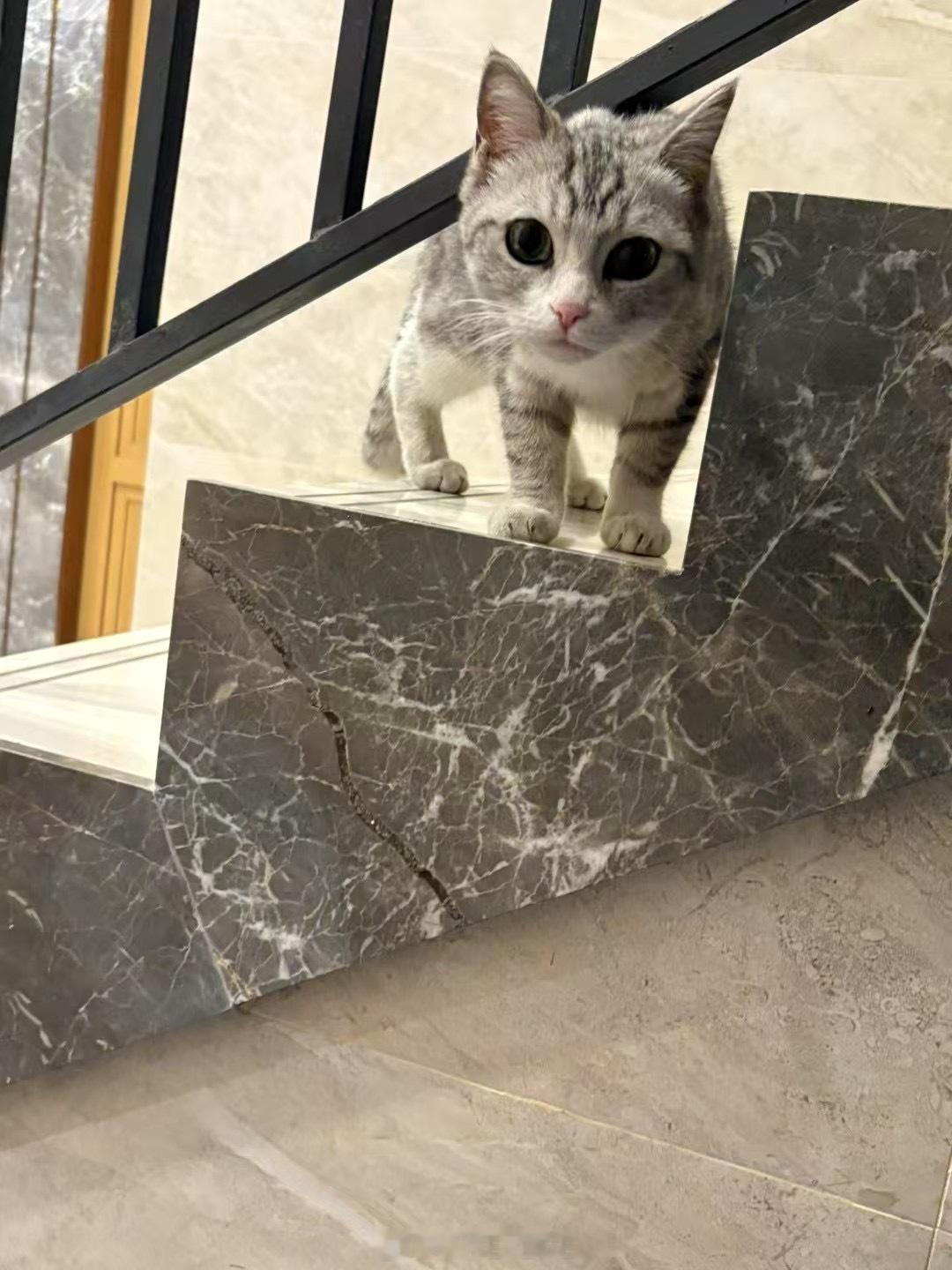 我们小区的流浪猫颜值真的非常在线前两天我老婆救助了条可爱的流浪猫因为家里有🐶和