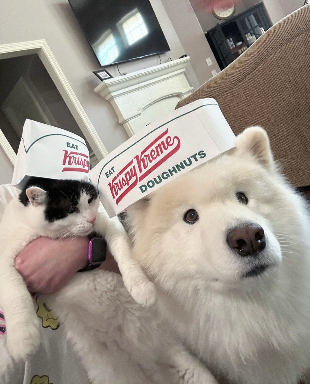 萨摩耶：猫猫，你不是说这里写了可以畅吃吗？为什么会被扣下来洗碗耶