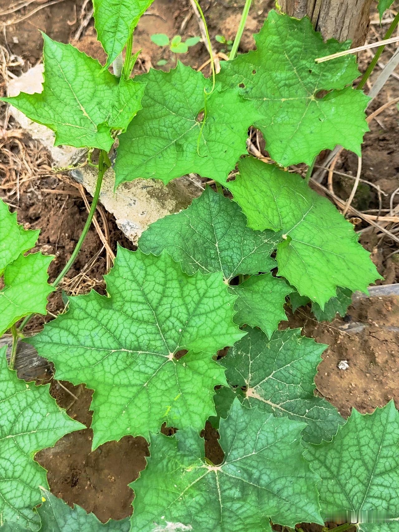 今日多云转小雨，最高温21℃，最低温17℃。最近由于雨水偏多，小菜园瓜果蔬菜