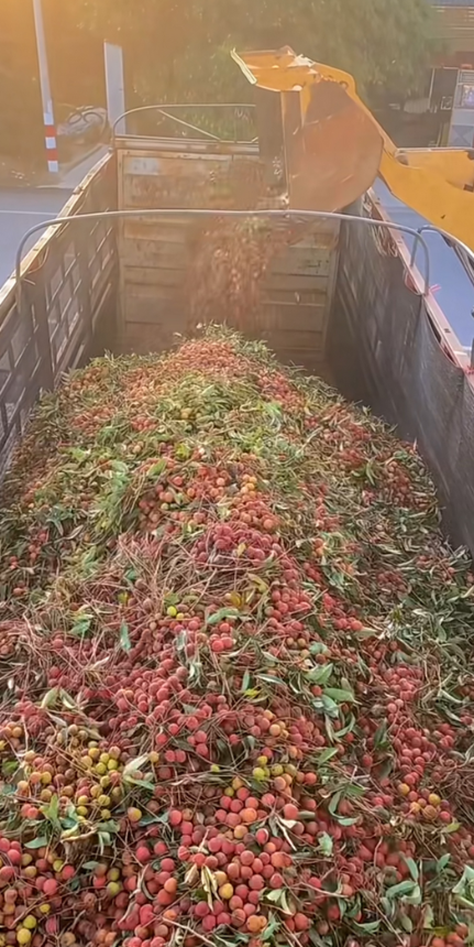 南方的荔枝卖不动，北方吃不起！北方蒜苔卖不动，都是直接扔地头！这是什么原因造