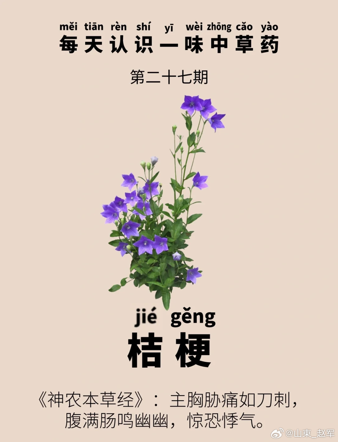 桔梗之用：升提如帆，贵在相宜或问：桔梗散邪而不耗正气，何以戒多用？此问实关药性升