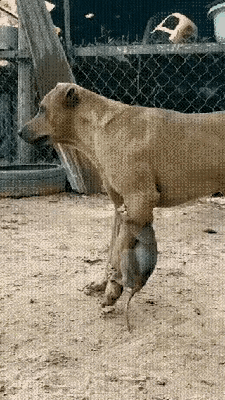 这狗狗的经历太逗了，本以为只是山里溜达一圈，顶多沾点草籽、踩点泥，谁能想到带回来