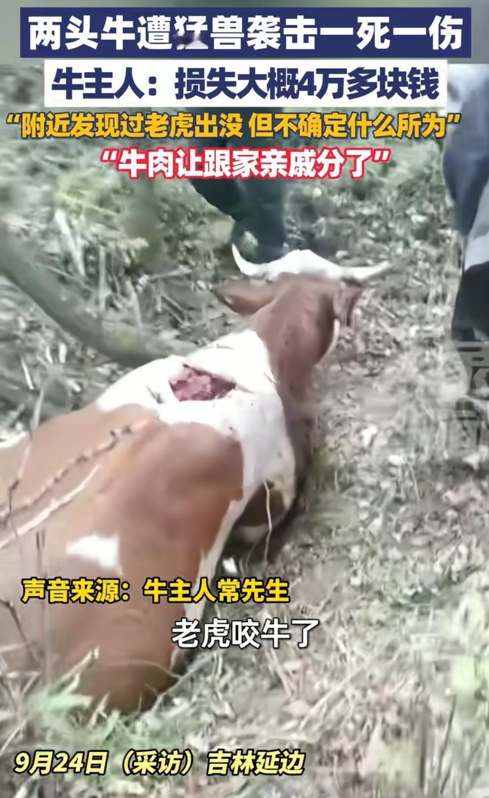 老虎跑下山咬牛，山上没吃的吗，那村民不得防范一点。9月24号吉林延边，把自己