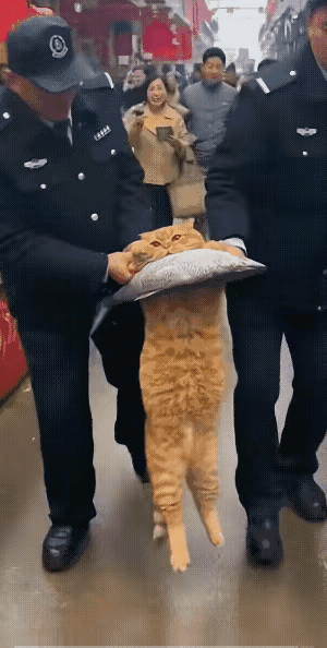 猫咪好不容易弄到一条鱼，结果还被拿住了，直到被拿住的时候，它也没有舍得松开口，看