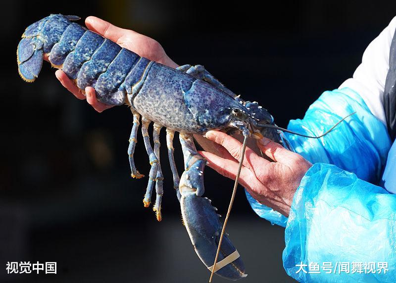 英国38岁渔民捕到罕见蓝龙虾,罕见基因变异导致,煮熟后同样变红