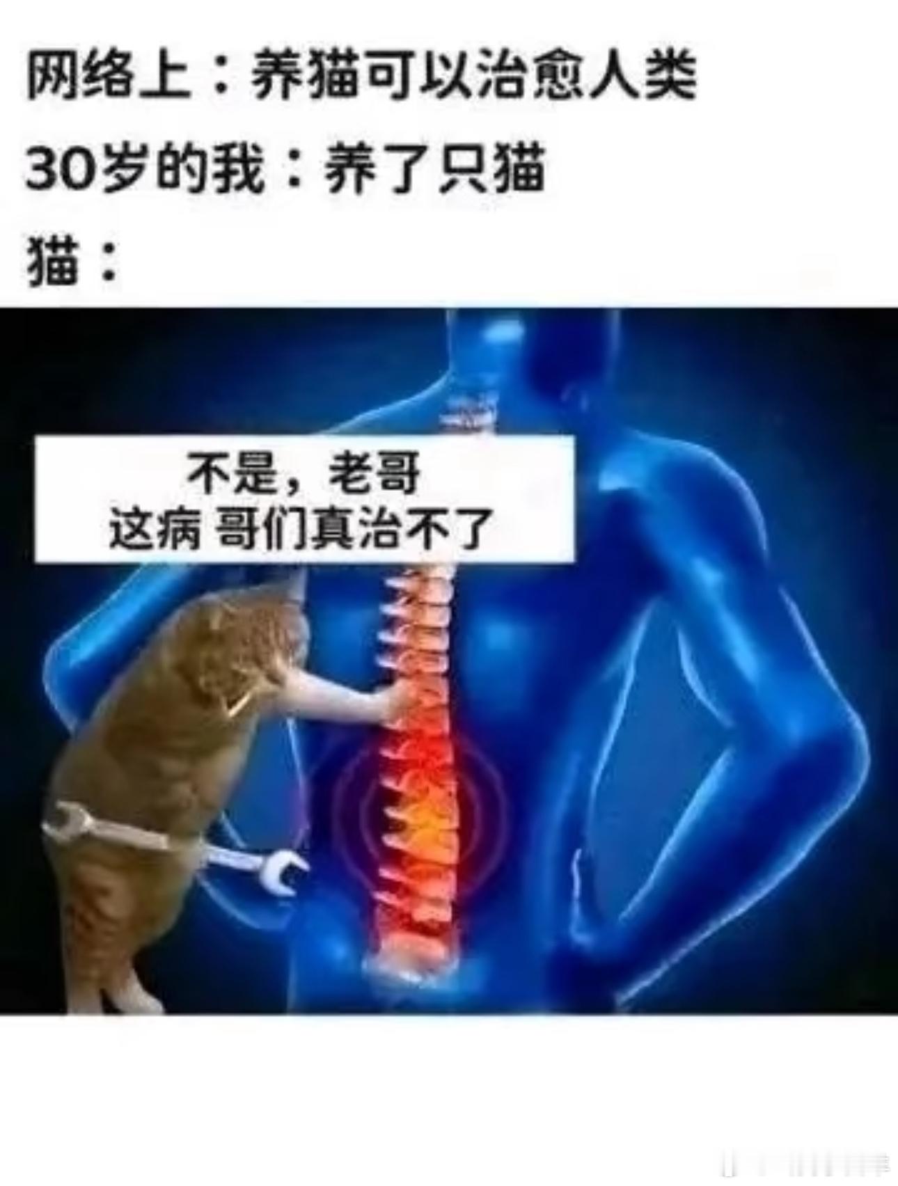 这真就整不了梗图趣图猫meme​​​