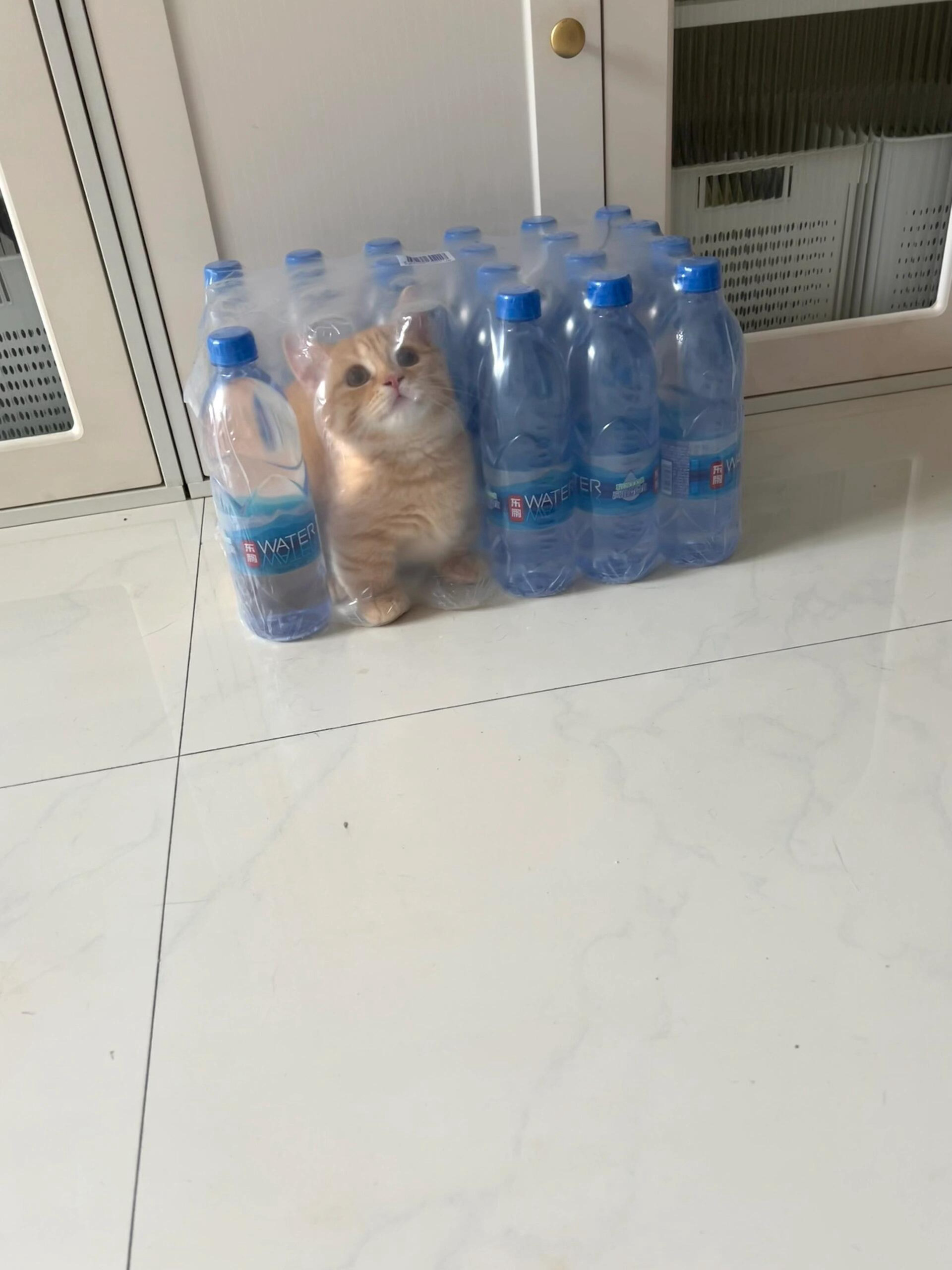 新皮肤：矿泉水小猫？！​​​