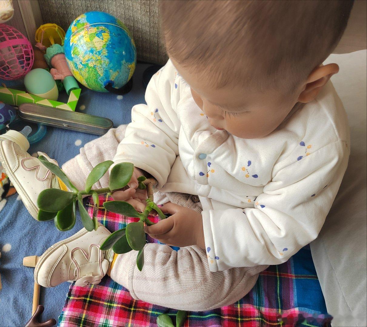 家有人类幼崽那些花花草草可遭了殃时不时被热情的“宠幸”一番那棵十多年的玉树快被薅