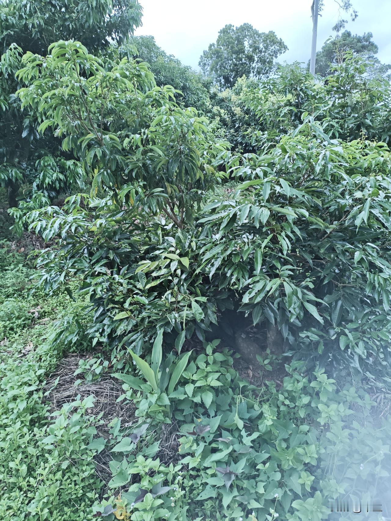 荔枝老树批量嫁接需谨慎今年不少人发现早几年嫁接的早熟品种出了问题：嫁接枝已经