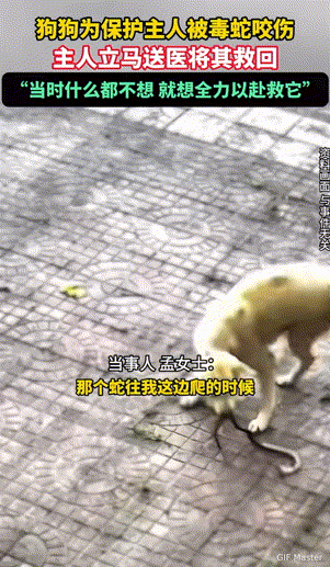 万物皆有灵性！河北，狗狗为保护主人被毒蛇咬伤，当它看到毒蛇靠近主人的时候，毫不犹