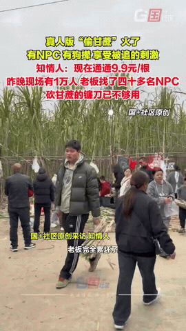 人怎么能聪明成这样？四川眉山一男子种了不少甘蔗懒得收，就让游客自己动手割，怕游客