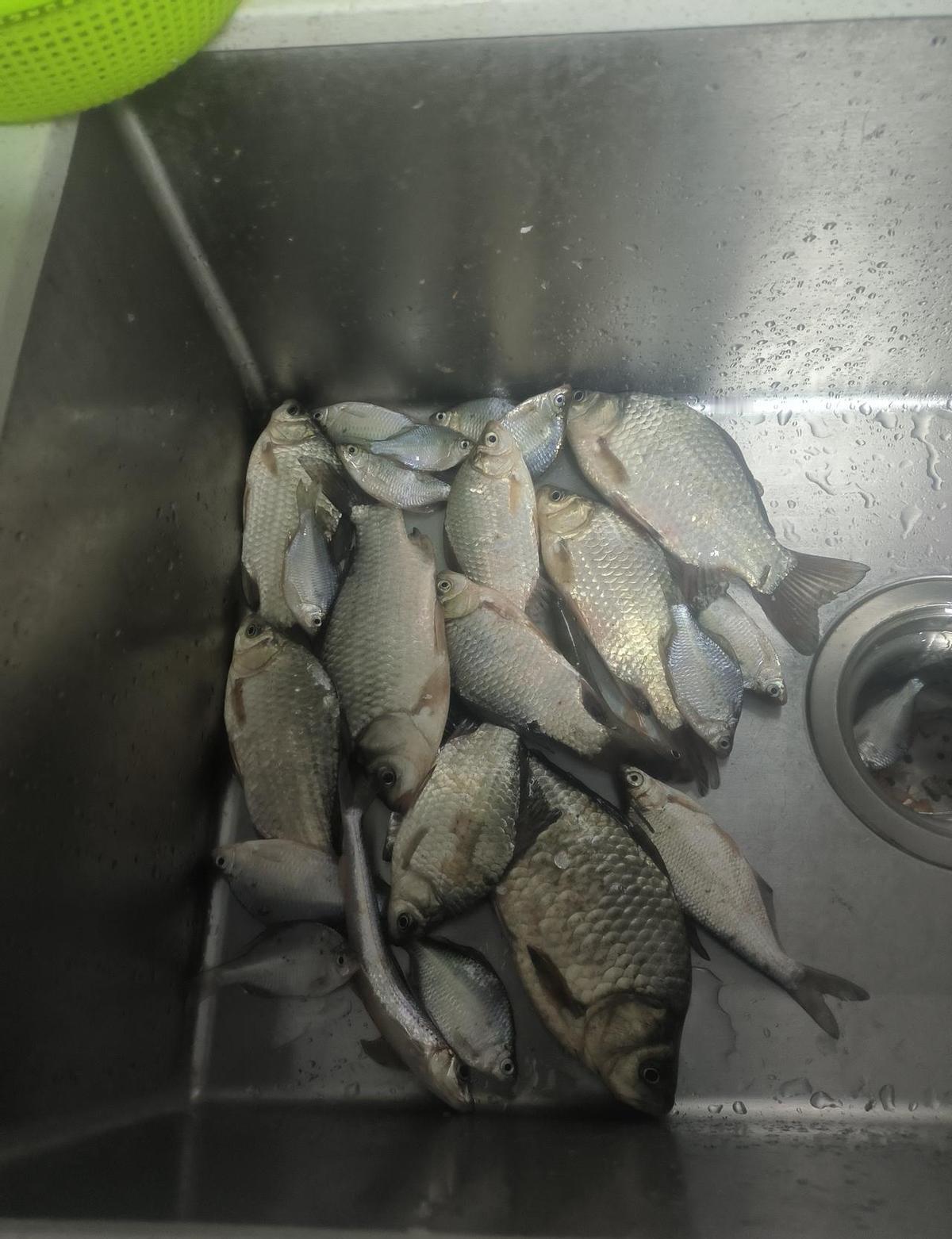 28天没白熬，小荡子钓得想撂竿，主河道一拐，鲫鱼蹦得跟放鞭炮似的。不是鱼躲你，