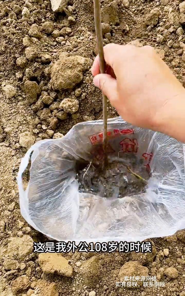 这样的种树方法能行吗？这是我外公108岁的时候发明的种植方法。把树苗放入装水的
