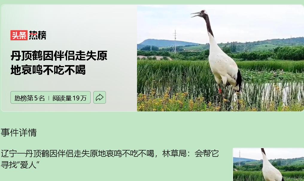 北票天鹅湖的丹顶鹤，因伴侣失踪而哀鸣绝食，这背后是野生动物保护的困境。丹顶鹤被