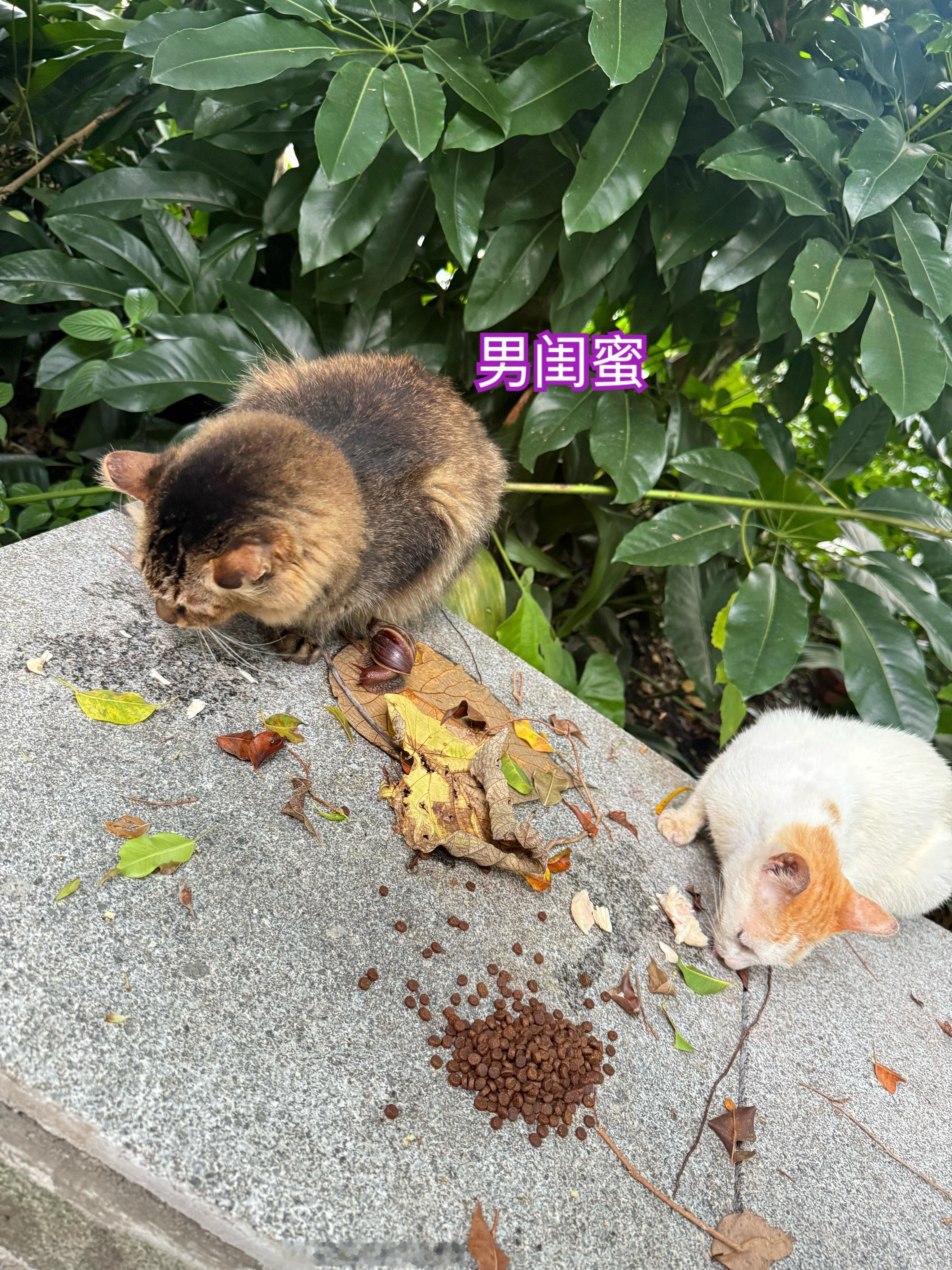 流浪猫剩下那唯一个孩子，看样子也是生病了像小长安一开始的病想爬进去看看人才站起来