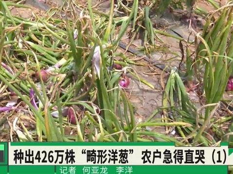 真是丧尽天良！6月6日河南广播电视台民生频道曝出河南开封一事，当地农户满心期盼迎